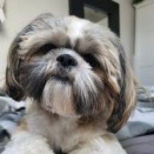 Profile photo of taarten