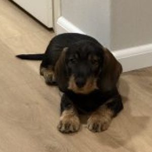 Profile photo of Herma